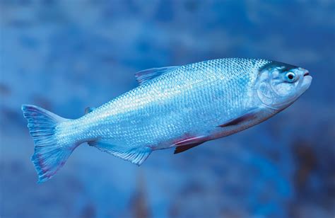Sábalo .